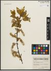 Foto von Salix pyrifolia Andersson